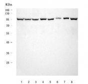 Western blot testing of 1) human HeLa, 2) human SH-SY5Y, 3) human MCF7, 4) human A431, 5) monkey COS-7, 6) human K562, 7) human placenta and 8) human HepG2 cell lysate with TER ATPase antibody. Expected molecular weight: 89-97 kDa.