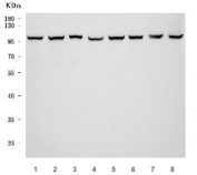 Western blot testing of 1) rat brain, 2) rat lung, 3) rat stomach, 4) rat C6, 5) mouse brain, 6) mouse lung, 7) mouse stomach and 8) mouse RAW264.7 cell lysate with TER ATPase antibody. Expected molecular weight: 89-97 kDa.