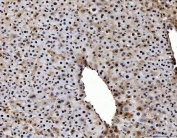 IHC staining of FFPE mouse liver tissue with PC4 antibody. HIER: boil tissue sections in pH8 EDTA for 20 min and allow to cool before testing.