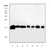 Western blot testing of 1) human HeLa, 2) human A549, 3) human MCF7, 4) human T-47D, 5) rat liver, 6) rat spleen and 7) mouse spleen tissue lysate with PC4 antibody. Expected molecular weight: 15-19 kDa (unmodified) and ~26 kDa (phosphorylated).