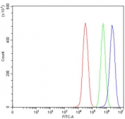 Flow cytometry testing of human 293T cells with NKX2.5 antibody at 1ug/million cells (blocked with goat sera); Red=cells alone, Green=isotype control, Blue= NKX2.5 antibody.