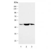 Western blot testing of human 1) U-87 MG, 2) HeLa and 3) A431 cell lysate with Glycogen synthase kinase-3 beta antibody. Predicted molecular weight ~46 kDa.