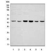 Western blot testing of 1) human HeLa, 2) human U-87 MG, 3) rat PC-12, 4) rat C6, 5) mouse RAW264.7 and 6) mouse NIH 3T3 cell lysate with Glycogen synthase kinase-3 beta antibody. Predicted molecular weight ~46 kDa.