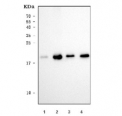 Western blot testing of human 1) HepG2, 2) Caco-2, 3) 293T and 4) K562 cell lysate with Glutathione Peroxidase 4 antibody. Predicted molecular weight: 19-22 kDa.