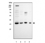 Western blot testing of human 1) HepG2, 2) Jurkat, 3) ThP-1 and 4) HEK293 cell lysate with APOBEC3B antibody. Predicted molecular weight ~46 kDa, but commonly observed at 35-46 kDa.