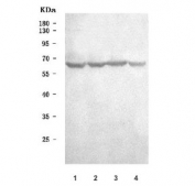 Western blot testing of human 1) HeLa, 2) 293T, 3) Jurkat and 4) T-47D cell lysate with PDCD4 antibody. Expected molecular weight: 50-60 kDa.