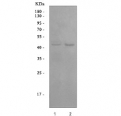 Western blot testing of human 1) HeLa and 2) A549 cell lysate with Angiopoietin-like 4 antibody. Expected molecular weight: 50-55 kDa.