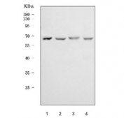 Western blot testing of 1) human 293T, 2) human HepG2, 3) human HUH-7 and 4) monkey COS-7 cell lysate with Parathyroid Hormone Receptor 1 antibody. Expected molecular weight ~66 kDa (unmodified), 85-95 kDa (glycosylated).