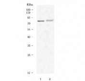 Western blot testing of 1) rat brain and 2) rat C6 cell lysate with 5-HT2C Receptor antibody. Predicted molecular weight: ~52 kDa, but may be observed at higher molecular weights due to glycosylation.