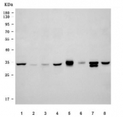 Western blot testing of 1) human HeLa, 2) human Jurkat, 3) human HepG2, 4) human 293T, 5) rat brain, 6) rat PC-12, 7) mouse brain and 8) mouse NIH 3T3 cell lysate with YWHAE antibody. Predicted molecular weight ~28 kDa.