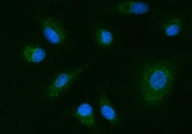 Immunofluorescent staining of FFPE human A549 cells with YWHAE antibody (green) and DAPI nuclear stain (blue). HIER: steam section in pH6 citrate buffer for 20 min.