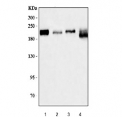 Western blot testing of 1) human U-87 MG, 2) rat brain, 3) mouse brain and 4) mouse lung tissue lysate with TCF-8 antibody. Predicted molecular weight ~124 kDa but observed at up to ~200 kDa.
