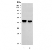 Western blot testing of human 1) Daudi and 2) Jurkat cell lysate with CD83 antibody. Expected molecular weight: ~23-60 kDa depending on level of glycosylation.