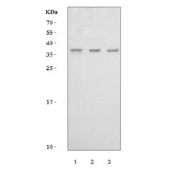 Western blot testing of human 1) RT4, 2) MCF7 and 3) T-47D cell lysate with MSX2 antibody. Expected molecular weight 29-37 kDa.