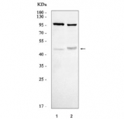 Western blot testing of human 1) A549 and 2) MCF7 cell lysate with AREG antibody. Molecular weight: 28 kDa (non-glycosylated), ~50 kDa (glycosylated pro form), ~43 kDa (predominant glycosylated soluble form) as well as other, smaller, soluble and membrane bound forms.