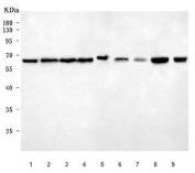 Western blot testing of 1) human HeLa, 2) human MCF7, 3) human MOLT4, 4) human Daudi, 5) human U-251, 6) rat brain, 7) rat PC-12, 8) mouse brain and 9) mouse NIH 3T3 cell lysate with hnRNP K antibody. Predicted molecular weight ~55 kDa.