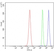 Flow cytometry testing of mouse ANA-1 cells with hnRNP K antibody at 1ug/million cells (blocked with goat sera); Red=cells alone, Green=isotype control, Blue= hnRNP K antibody.