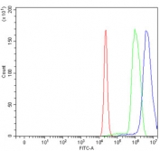 Flow cytometry testing of rat C6 cells with hnRNP K antibody at 1ug/million cells (blocked with goat sera); Red=cells alone, Green=isotype control, Blue= hnRNP K antibody.