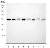 Western blot testing of 1) human HeLa, 2) human MCF7, 3) human PANC-1, 4) human U-87 MG, 5) rat heart, 6) rat testis, 7) mouse heart and 8) mouse testis tissue lysate with XIAP antibody. Expected molecular weight ~57 kDa.