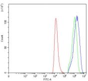 Flow cytometry testing of human HEL cells with ADAR2 antibody at 1ug/million cells (blocked with goat sera); Red=cells alone, Green=isotype control, Blue= ADAR2 antibody.