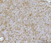 IHC staining of FFPE rat liver tissue with C-1-tetrahydrofolate synthase antibody. HIER: boil tissue sections in pH8 EDTA for 20 min and allow to cool before testing.