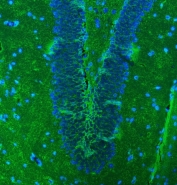 Immunofluorescent staining of FFPE mouse brain tissue with EAAT1 antibody (green) and DAPI nuclear stain (blue). HIER: steam section in pH8 EDTA buffer for 20 min.