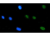 Immunofluorescent staining of FFPE human U-87 MG cells with FIP1L1 antibody (green) and DAPI nuclear stain (blue). HIER: steam section in pH6 citrate buffer for 20 min.