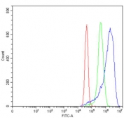 Flow cytometry testing of human MCF7 cells with MYH3 antibody at 1ug/million cells (blocked with goat sera); Red=cells alone, Green=isotype control, Blue= MYH3 antibody.