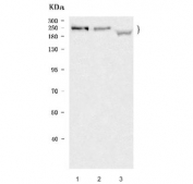 Western blot testing of 1) human HeLa, 2) rat brain and 3) mouse skeletal muscle tissue lysate with KIF1B antibody. Predicted molecular weight: 199-205 kDa (multiple isoforms).