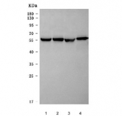 Western blot testing of human 1) K562, 2) Daudi, 3) U-251 and 4) U937 cell lysate with Inosine-5'-monophosphate dehydrogenase 2 antibody. Predicted molecular weight: ~56 kDa.