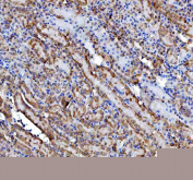 IHC staining of FFPE mouse kidney tissue with Inosine-5'-monophosphate dehydrogenase 2 antibody, HRP-secondary and DAB substrate. HIER: boil tissue sections in pH8 EDTA for 20 min and allow to cool before testing.