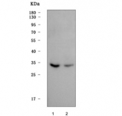 Western blot testing of human 1) HepG2 and 2) 293T cell lysate with Max-like protein X antibody. Predicted molecular weight ~33 kDa, commonly observed at 30-50 kDa.