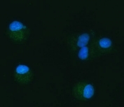 Immunofluorescent staining of FFPE human A549 cells with TOMM40 antibody (green) and DAPI nuclear stain (blue). HIER: steam section in pH6 citrate buffer for 20 min.