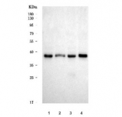 Western blot testing of human 1) HeLa, 2) 293T, 3) MCF7 and 4) HepG2 cell lysate with TOMM40 antibody. Predicted molecular weight ~37 kDa.