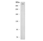 Western blot testing of human HeLa cell lysate with CENPF antibody. Predicted molecular weight ~358 kDa.