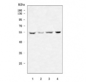 Western blot testing of human 1) HepG2, 2) Jurkat, 3) HeLa and 4) PC-3 cell lysate with KLF10 antibody. Predicted molecular weight ~53 kDa.