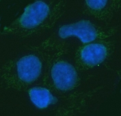 Immunofluorescent staining of FFPE human HepG2 cells with ERP29 antibody (green) and DAPI nuclear stain (blue). HIER: steam section in pH6 citrate buffer for 20 min.