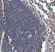 IHC staining of FFPE mouse pulmonary lymph node tissue with ERP29 antibody. HIER: boil tissue sections in pH8 EDTA for 20 min and allow to cool before testing.