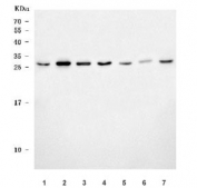 Western blot testing of 1) human 293T, 2) human HepG2, 3) human HeLa, 4) human Jurkat, 5) human K562, 6) human placenta and 7) monkey COS-7 cell lysate with ERP29 antibody. Predicted molecular weight: ~29 kDa.