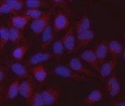 Immunofluorescent staining of FFPE human HeLa cells with Malate dehydrogenase 2 antibody (red) and DAPI nuclear stain (blue). HIER: steam section in pH6 citrate buffer for 20 min.