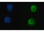 Immunofluorescent staining of FFPE human SiHa cells with hnRNP U antibody (green) and DAPI nuclear stain (blue). HIER: steam section in pH6 citrate buffer for 20 min.