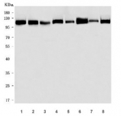 Western blot testing of 1) human MOLT4, 2) human Daudi, 3) human HEL, 4) human U-251, 5) rat brain, 6) rat C6, 7) mouse brain and 8) mouse NIH 3T3 cell lysate with hnRNP U antibody. Predicted molecular weight ~90 kDa but commonly observed at up to ~125 kDa.