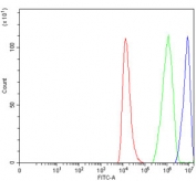 Flow cytometry testing of human HEL cells with hnRNP U antibody at 1ug/million cells (blocked with goat sera); Red=cells alone, Green=isotype control, Blue= hnRNP U antibody.