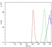 Flow cytometry testing of human HEL cells with HNRPL antibody at 1ug/million cells (blocked with goat sera); Red=cells alone, Green=isotype control, Blue= HNRPL antibody.