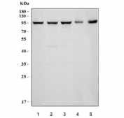 Western blot testing of 1) human MCF7, 2) human HeLa, 3) monkey COS-7, 4) rat skeletal muscle and 5) mouse skeletal muscle with DAP5 antibody. Expected molecular weight ~97 kDa.