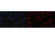 Immunofluorescent staining of FFPE human U-2 OS cells with CFIm68 antibody (red) and DAPI nuclear stain (blue). HIER: steam section in pH6 citrate buffer for 20 min.