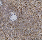 IHC staining of FFPE human spleen tissue with XCR1 antibody. HIER: boil tissue sections in pH8 EDTA for 20 min and allow to cool before testing.