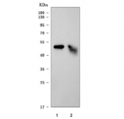Western blot testing of 1) rat liver and 2) mouse liver tissue lysate with Mat1a antibody. Predicted molecular weight ~44 kDa.