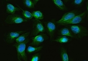 Immunofluorescent staining of FFPE human U-2 OS cells with ARL13B antibody (green) and DAPI nuclear stain (blue). HIER: steam section in pH6 citrate buffer for 20 min.