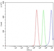 Flow cytometry testing of human 293T cells with RGS7 antibody at 1ug/million cells (blocked with goat sera); Red=cells alone, Green=isotype control, Blue= RGS7 antibody.